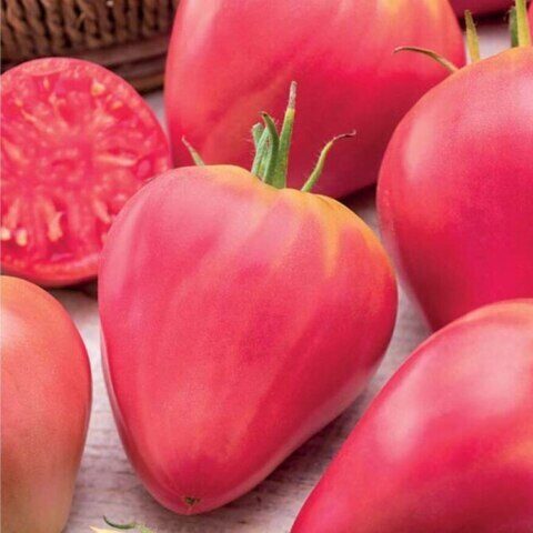 Oheart rozā, vērša sirds tipa tomāti. Sēklas. 